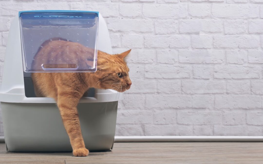 Why is My Cat Behaving Badly? Cat Litter Box Tips – Do’s & Don’ts of Litter