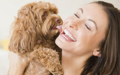 Here are 7 must-know dog care tips for the month of May